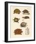 Strange Turtles-null-Framed Giclee Print