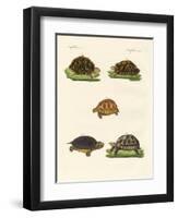 Strange Turtles-null-Framed Giclee Print