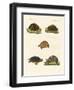 Strange Turtles-null-Framed Giclee Print