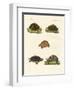 Strange Turtles-null-Framed Giclee Print