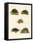Strange Turtles-null-Framed Stretched Canvas