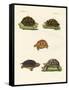 Strange Turtles-null-Framed Stretched Canvas