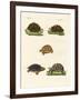 Strange Turtles-null-Framed Giclee Print