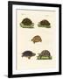 Strange Turtles-null-Framed Giclee Print