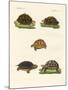 Strange Turtles-null-Mounted Giclee Print