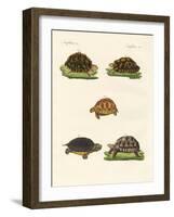 Strange Turtles-null-Framed Giclee Print