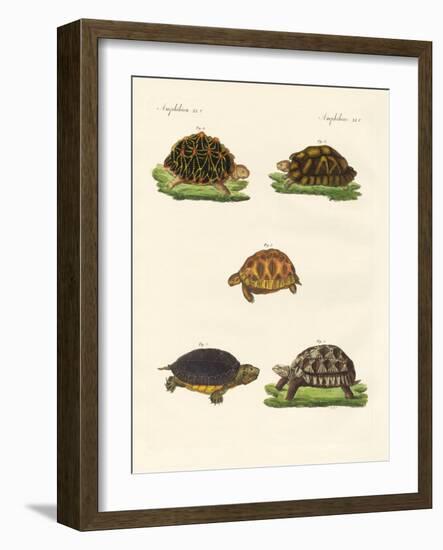 Strange Turtles-null-Framed Giclee Print