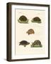 Strange Turtles-null-Framed Giclee Print