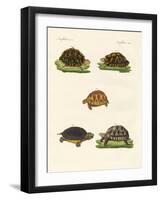 Strange Turtles-null-Framed Giclee Print