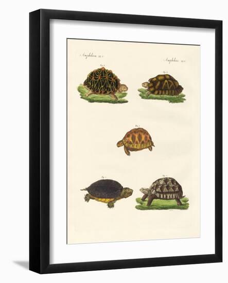 Strange Turtles-null-Framed Giclee Print