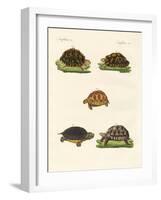 Strange Turtles-null-Framed Giclee Print