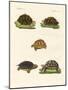 Strange Turtles-null-Mounted Giclee Print