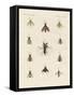 Strange Two-Winged Insects-null-Framed Stretched Canvas