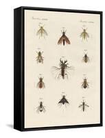 Strange Two-Winged Insects-null-Framed Stretched Canvas