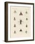 Strange Two-Winged Insects-null-Framed Giclee Print