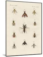 Strange Two-Winged Insects-null-Mounted Giclee Print