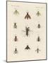 Strange Two-Winged Insects-null-Mounted Giclee Print