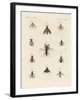 Strange Two-Winged Insects-null-Framed Giclee Print