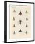 Strange Two-Winged Insects-null-Framed Giclee Print