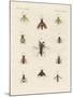 Strange Two-Winged Insects-null-Mounted Giclee Print