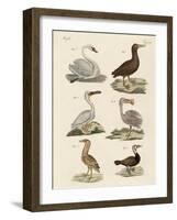 Strange Water Birds-null-Framed Giclee Print