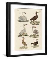 Strange Water Birds-null-Framed Giclee Print