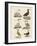 Strange Water Birds-null-Framed Giclee Print