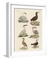 Strange Water Birds-null-Framed Giclee Print