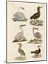 Strange Water Birds-null-Mounted Giclee Print