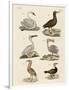 Strange Water Birds-null-Framed Giclee Print