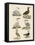 Strange Water Birds-null-Framed Stretched Canvas