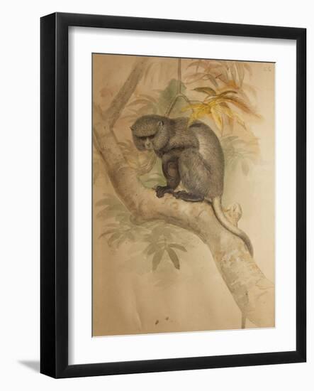 Stranger's Monkey-Joseph Wolf-Framed Giclee Print