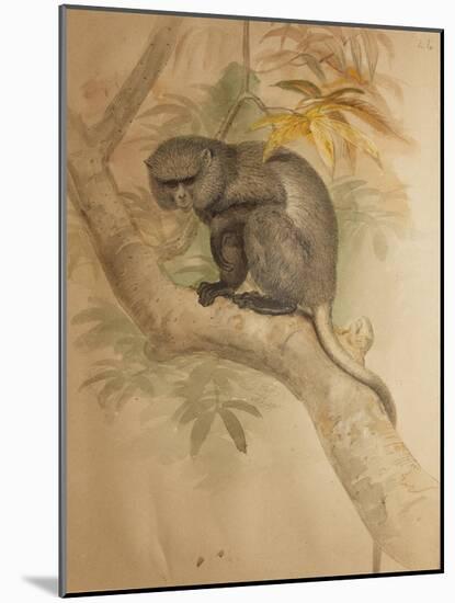 Stranger's Monkey-Joseph Wolf-Mounted Giclee Print