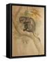 Stranger's Monkey-Joseph Wolf-Framed Stretched Canvas