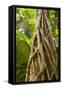 Strangler Fig a Young Strangler Fig Embraces-null-Framed Stretched Canvas