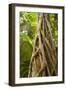 Strangler Fig a Young Strangler Fig Embraces-null-Framed Photographic Print