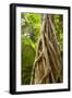 Strangler Fig a Young Strangler Fig Embraces-null-Framed Photographic Print