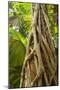 Strangler Fig a Young Strangler Fig Embraces-null-Mounted Photographic Print