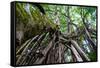 Strangler Fig Tree in Costa Rica Photo Poster Print-null-Framed Stretched Canvas