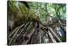 Strangler Fig Tree in Costa Rica Photo Poster Print-null-Stretched Canvas