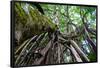 Strangler Fig Tree in Costa Rica Photo Poster Print-null-Framed Poster