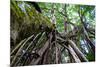 Strangler Fig Tree in Costa Rica Photo Poster Print-null-Mounted Poster