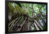 Strangler Fig Tree in Costa Rica Photo Poster Print-null-Framed Poster