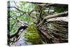 Strangler Fig Tree in Jungle Photo Poster Print-null-Stretched Canvas