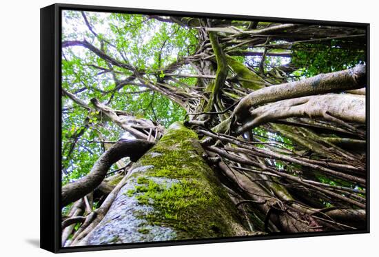Strangler Fig Tree in Jungle Photo Poster Print-null-Framed Stretched Canvas