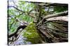Strangler Fig Tree in Jungle Photo Poster Print-null-Stretched Canvas