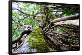 Strangler Fig Tree in Jungle Photo Poster Print-null-Framed Poster