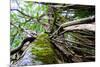 Strangler Fig Tree in Jungle Photo Poster Print-null-Mounted Poster