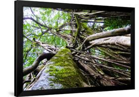 Strangler Fig Tree in Jungle Photo Poster Print-null-Framed Poster