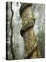 Strangler Fig Tree, Lamington National Park, Gold Coast, Queensland, Australia-David Wall-Stretched Canvas